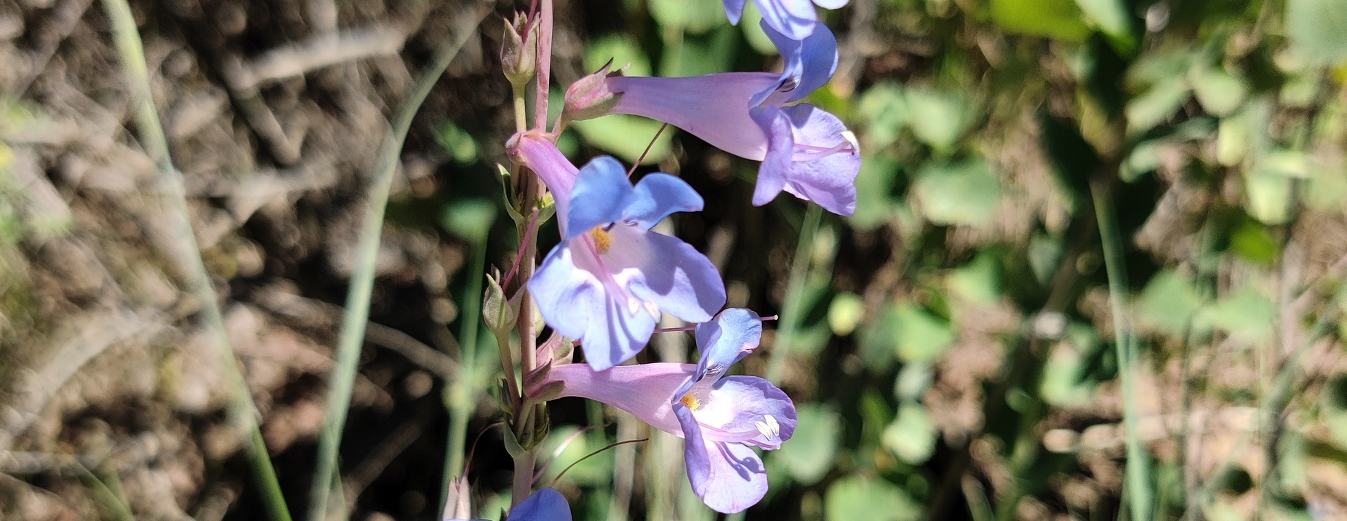 Harrington's Penstemon Tour